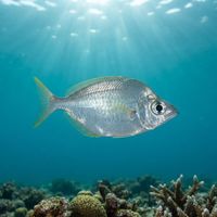 Lowfin Silverbelly
