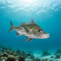 Giant Boarfish