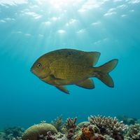 McCulloch's Scalyfin