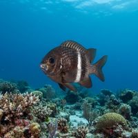 Girdled Scalyfin