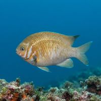 Scalyfin