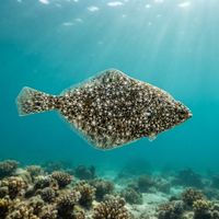 English Sole
