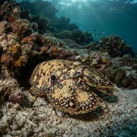 Sculptured Slipper Lobster