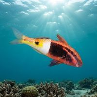 Bicolor Goatfish