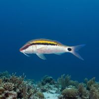 Dash-and-dot Goatfish