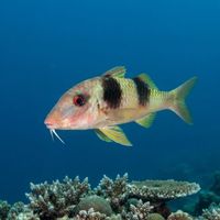 Thicklipped Goatfish
