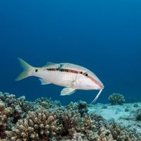 Adult Forsskal's goatfish with reddish-brown body and pale underside probing sand near a coral reef.