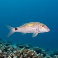 Indian Goatfish