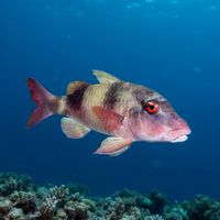 Doublebar Goatfish