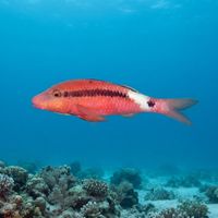 Longbarbel Goatfish
