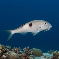 Sidespot Goatfish