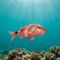 Rosy Goatfish