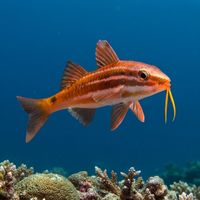 Adult blackspot goatfish with reddish-brown body and dark saddle spot near the tail, foraging over sand near a reef.