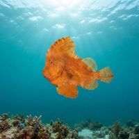 Red Indianfish