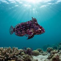 Bluespotted Klipfish