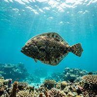 Lefteye Flounder