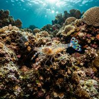Peacock-tail Anemone Shrimp