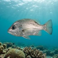 Pearl Perch
