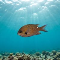 Pearl-spot Chromis (Chromis notata) underwater