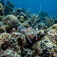 Pederson Cleaner Shrimp with translucent body, violet markings, and long white antennae perched on a corkscrew anemone on a Caribbean reef.
