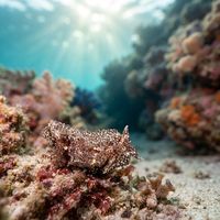 Chestnut Pump Dorid nudibranch with reddish-brown mantle on a dark rocky reef surface.
