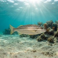 Eight-lined Trumpeter