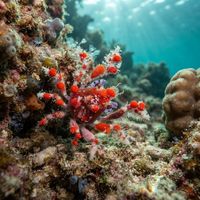 Cryptic Teardrop Crab