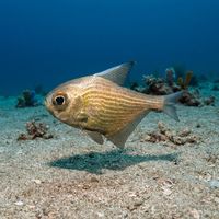Adult common bullseye with coppery-bronze body and large dark eye sheltering under a rocky ledge.