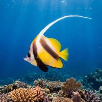 Pennant Bannerfish with bold black, white and yellow banding and a long dorsal filament swimming over a coral reef.