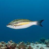 Three-striped whiptail with silvery body and three dark horizontal stripes hovering near a coral reef.