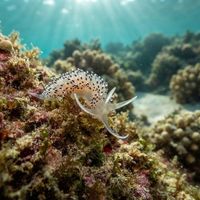 Pepper-and-salt Slug
