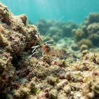 Shrimp Retainer