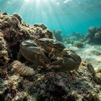 Cabrillo Porcelain Crab