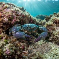 New Zealand Porcelain Crab