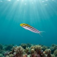 Shorthead Fangblenny