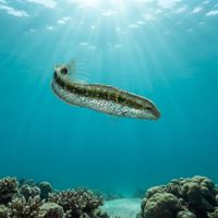 Variable Sabretooth Blenny