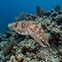 Pharaoh cuttlefish with mottled brown and cream patterning hovering above a sandy reef bottom.