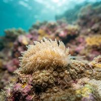Coral Feeding Aeolid