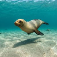 New Zealand Sea Lion