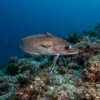 Forkbeard resting near a rocky crevice, mottled brown-red body with a barbel under its chin, Mediterranean seabed.