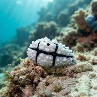 Shireen's Phyllidiopsis