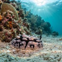 Phyllidiopsis sinaiensis