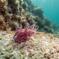 Temperate Soft Coral Eater