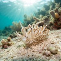 Phyllodesmium Jakobsenae