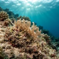 Phyllodesmium Parangatum