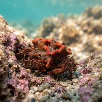 Heart Crab