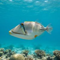 Picasso Triggerfish