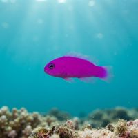 Magenta Dottyback