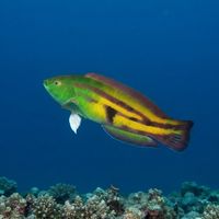 Adult senator wrasse with blue-green body, orange bands and blue-spotted fins over a temperate reef.