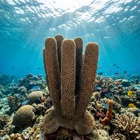 Pillar Coral